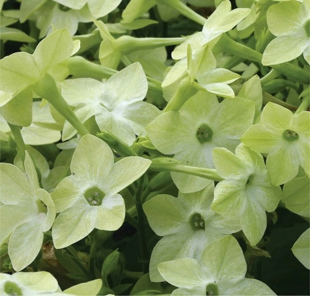Nicotiana Lime 12 Plants 2 x 6 pack plants by post
