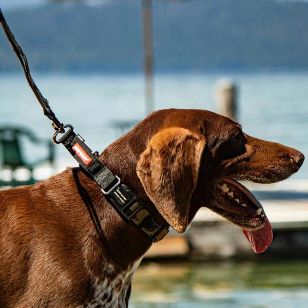 EzyDog Checkmate Collar in Red