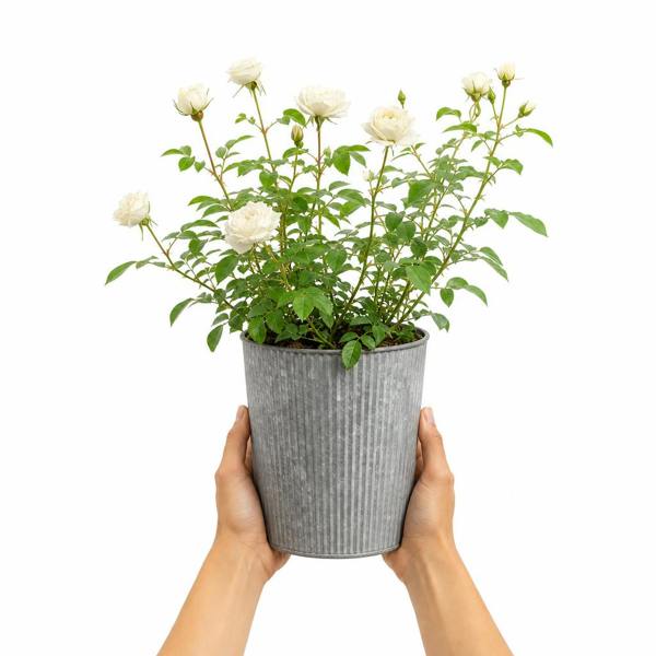 3L White Patio Rose in Decorative Pot Outdoor & Garden Plant