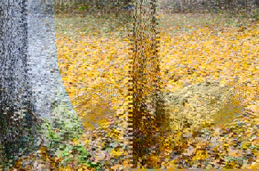 St Helens Live Animal Trap, Rodents