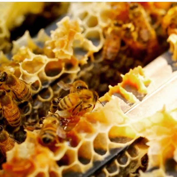 RAW Artisan Honey Organic Propolis Lip Balm for dry lips
