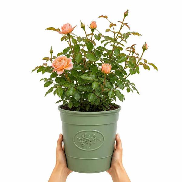 3L Happy Birthday Peach Rose Bush - Beautiful Flowering Plant Gift - Premium Plastic Olive Green
