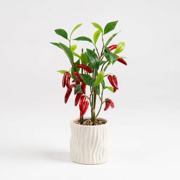 Scottish Everlastings 49cm Chilli Plant in Ceramic Pot