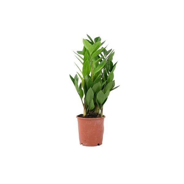 Zamioculcas Zanzibar Gem 12cm
