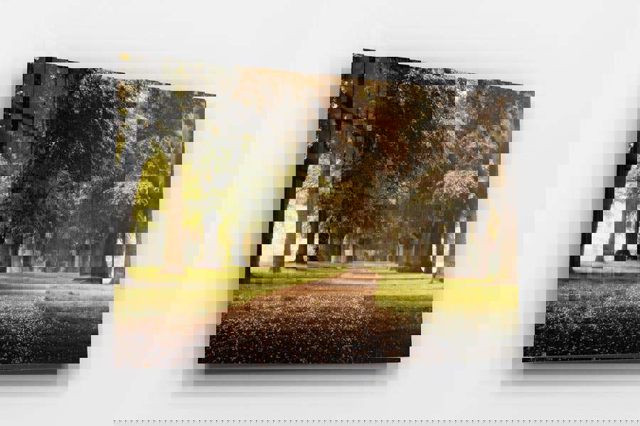 woodland forest picture for home inspiration