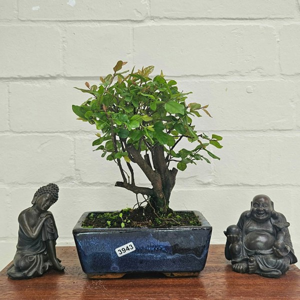Yorkshire Bonsai Bird Plum (Sageretia) Bonsai Tree | Broom | In 15cm Pot