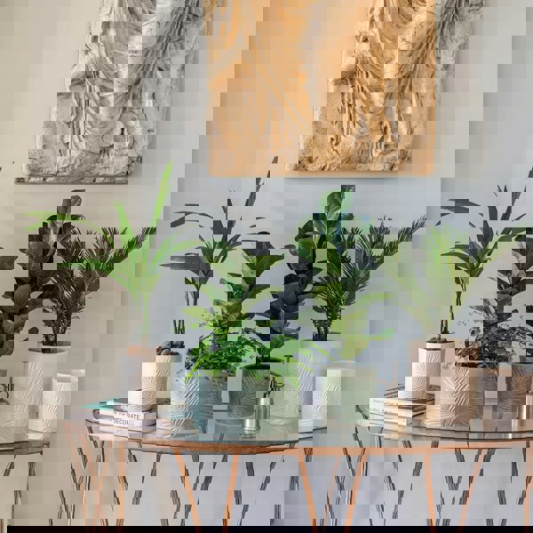 #color_ivory