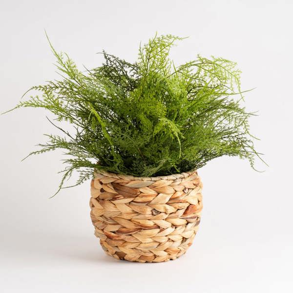 Scottish Everlastings 43cm Fern in Basket