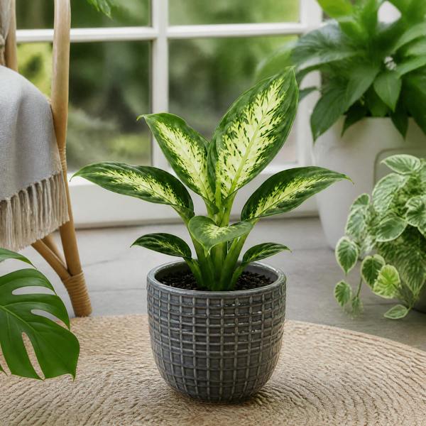 Dieffenbachia Compacta Dumb Cane 12cm Pot Plants By Post