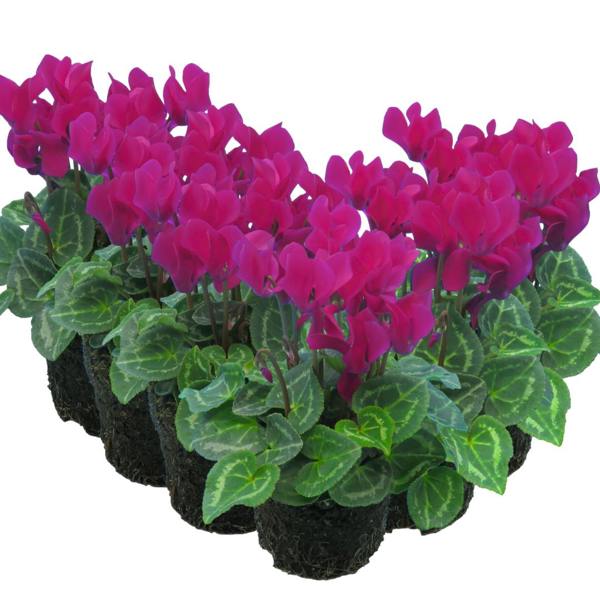 Cyclamen Purple 10.5cm Pot Pack of 3 & 6 Flowering Outdoor Plants