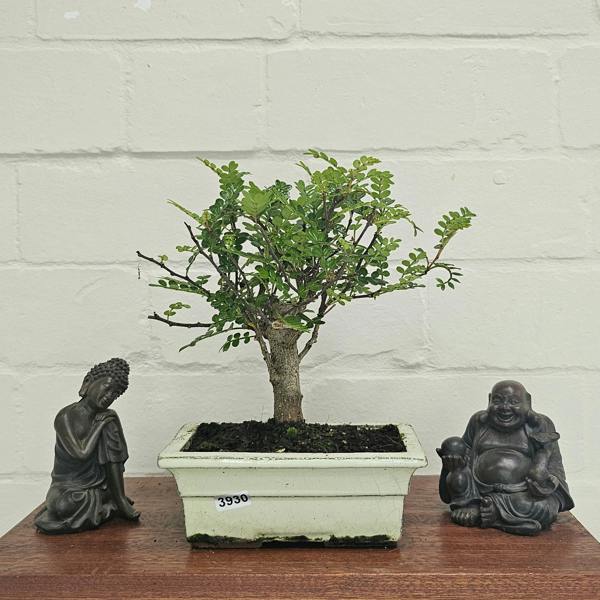 Yorkshire Bonsai Chinese Pepper (Zanthoxylum Pipertum) Bonsai Tree | Broom | In 20cm Pot