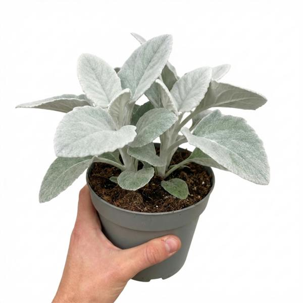 Senecio Angel Wings - 2L Pot The Rose Press Garden