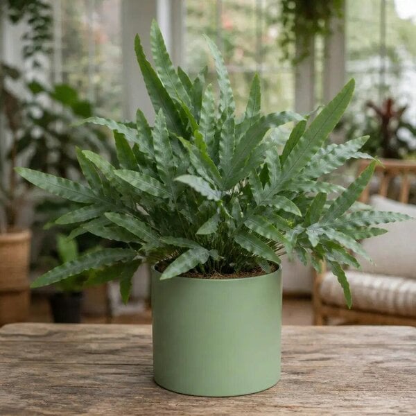 Phlebodium Blue Star Fern – Elegant Blue-Green Foliage Indoor Houseplant - Sofia Matt Sage Ceramic