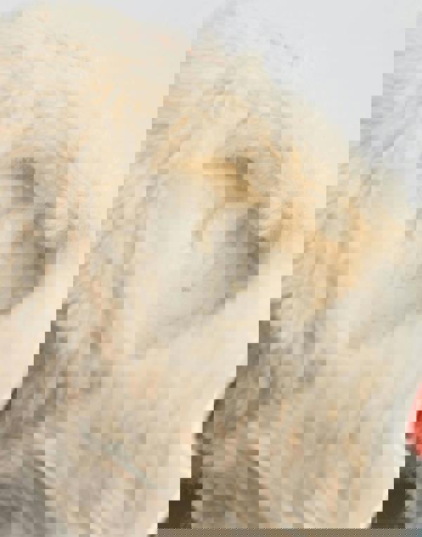 Paddington Bear Unisex Kids Beige Character Slip On Loafer Slippers