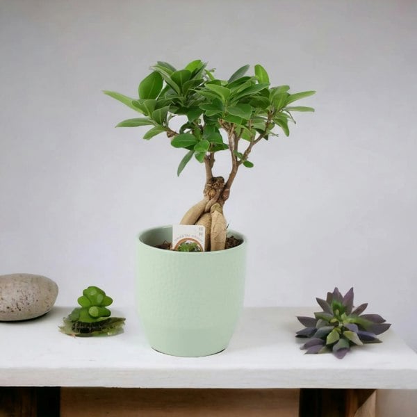 Ficus Ginseng 12cm