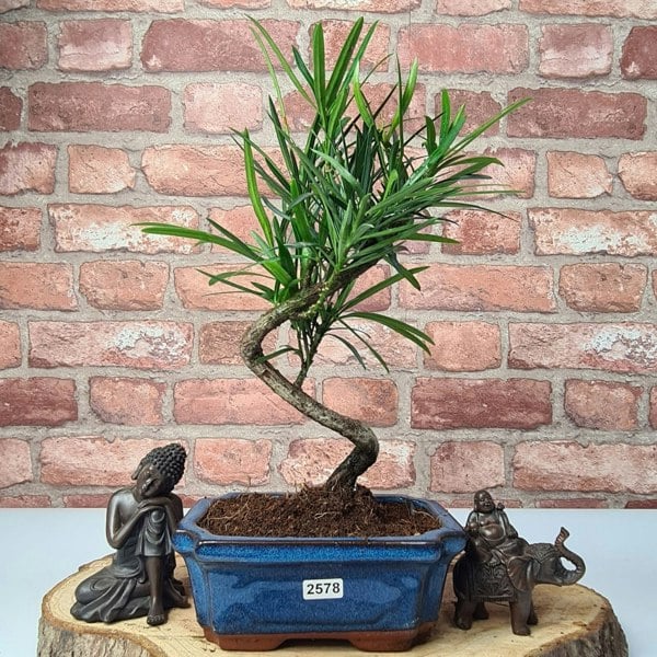 Buddhist Pine (Podocarpus Micro) Bonsai Tree | Shaped | In 15cm Pot - Yorkshire Bonsai