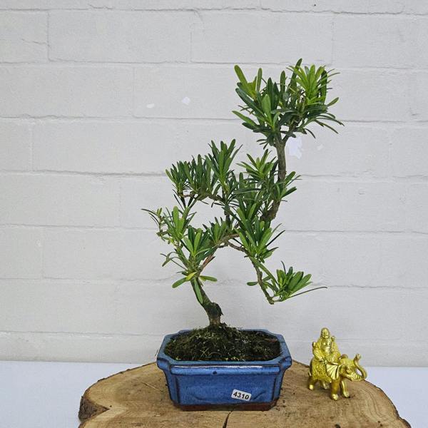 Yorkshire Bonsai Buddhist Pine (Podocarpus Micro) Bonsai Tree | Shaped | In 15cm Pot