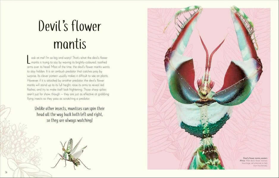 An Anthology of Remarkable Bugs: Discover the Hidden Wonders of the Insect World (DK Children's Anthologies)