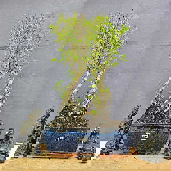 Yorkshire Bonsai Snow Rose (Serissa) Bonsai Tree | Broom | In 20cm Pot