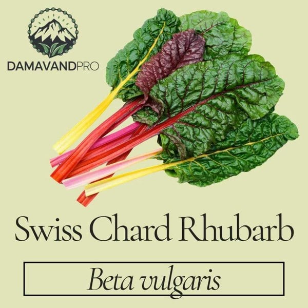 Swiss Chard Rhubarb Red Seeds Beta vulgaris