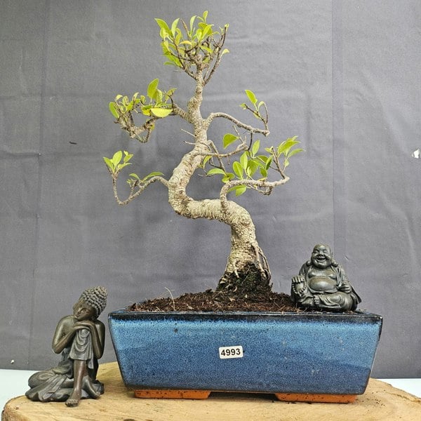Yorkshire Bonsai Ficus Microcarpa (Banyan Fig) Indoor Bonsai Tree | Shaped | In 25cm Pot