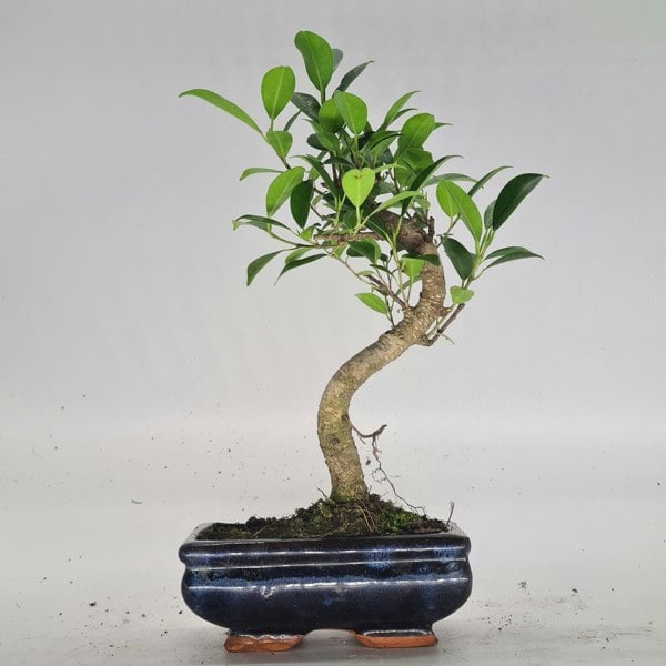 Ficus Microcarpa (Banyan Fig) Indoor Bonsai Tree | Shaped | In 15cm Pot