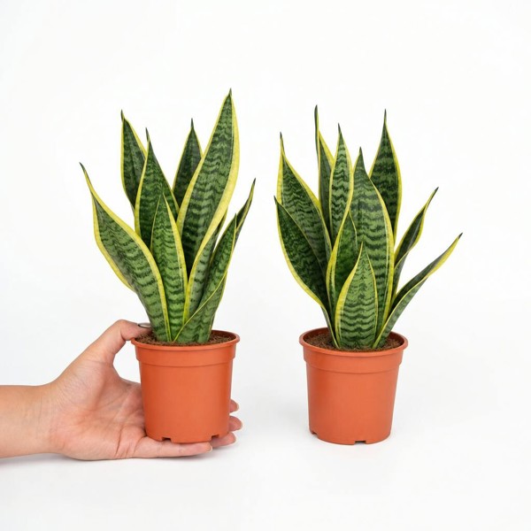 Sansevieria Superba in 12cm Pot | Air-Purifying Snake Plant for Low Light Spaces - Nursery Pot - 2