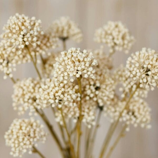 Wyld Haus Set of 3 Artificial Flowers Cream Allium Sprays