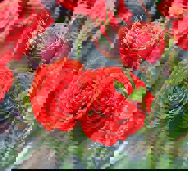 Special Wishes Rose - Plants By Post