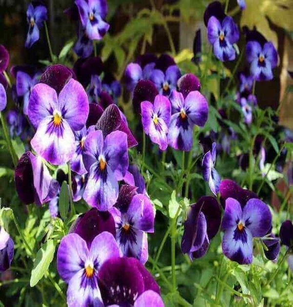 Dwarf morning glory flowers