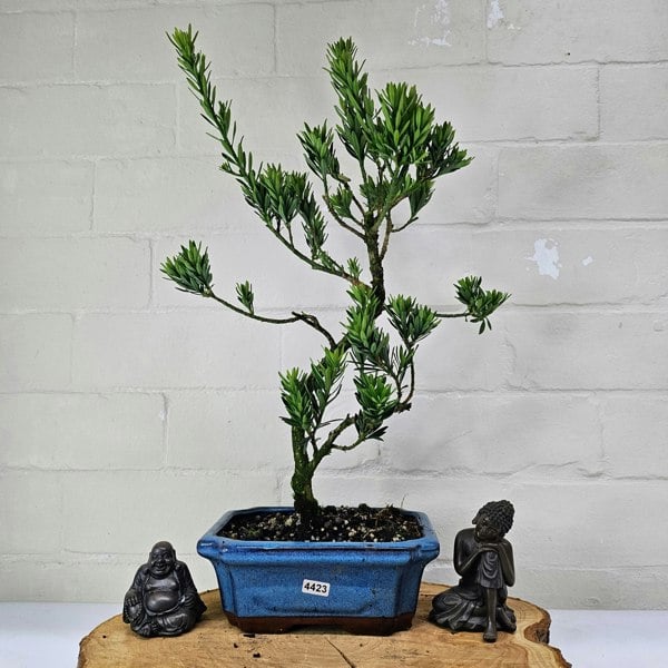 Yorkshire Bonsai Buddhist Pine (Podocarpus Micro) Bonsai Tree | Shaped | In 20cm Pot
