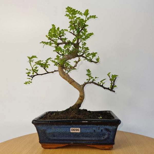 Chinese Pepper (Zanthoxylum Pipertum) Bonsai Tree | Shaped | In 20cm Pot