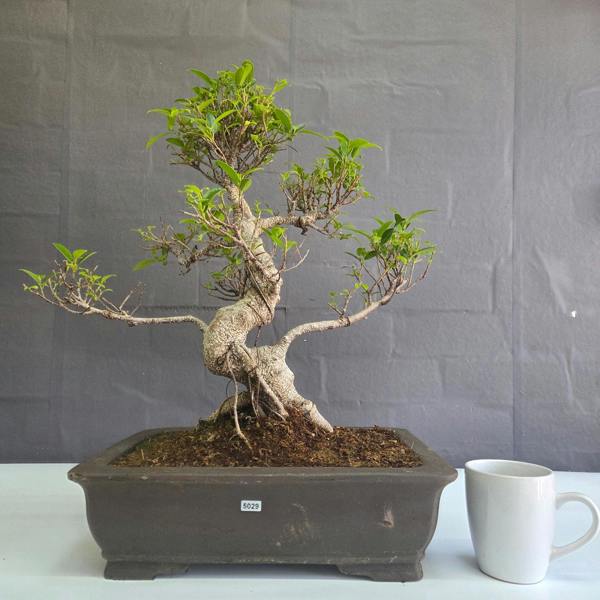 Yorkshire Bonsai Ficus Microcarpa (Banyan Fig) Large Indoor Bonsai Tree | Shaped | In 40cm Pot