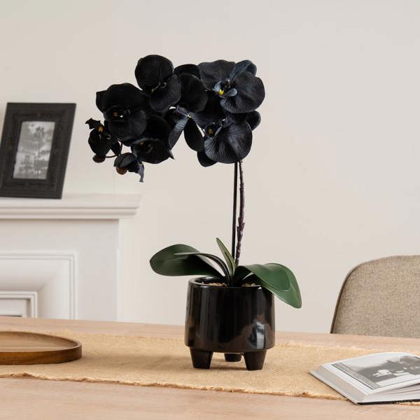 Scottish Everlastings 50cm Black Orchid in Ceramic pot