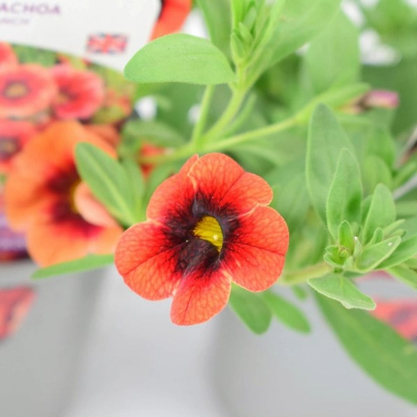 Calibrachoa Orange Punch 9cm In Recyclable Pots x 3 Plants plants by post