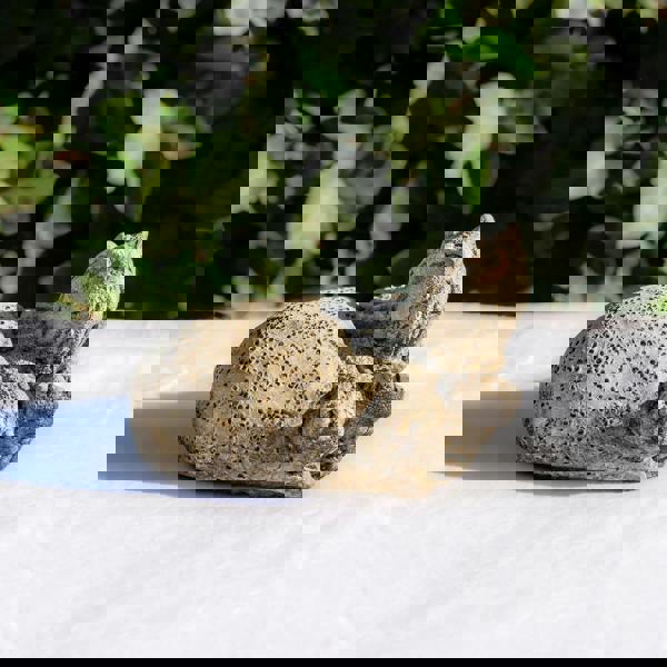 Small Stone Cast Triceratops Garden Sculpture Dinosaur Animal Statue