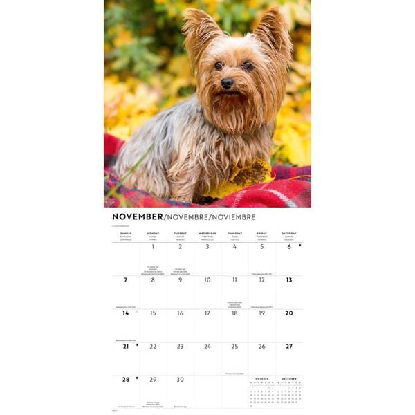 Yorkshire Terriers Calendar 2027, Wall Calendars, Month To View, Dogs, Gift