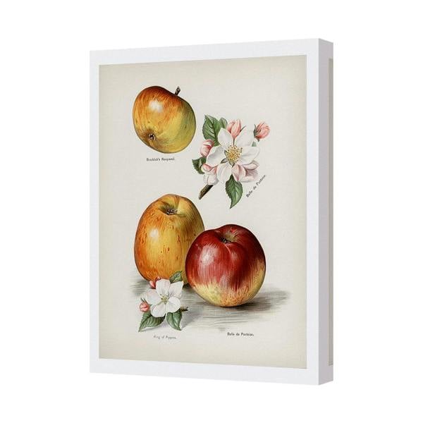 Benjamin Tate Design Vintage Apple Still Life Canvas Wall Art Print With Flowers