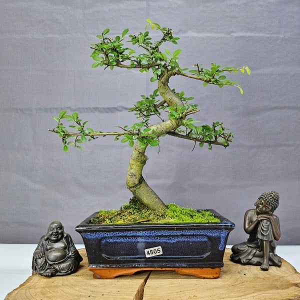 Yorkshire Bonsai Chinese Elm (Ulmus Parvifolia) Bonsai Tree | Shaped | In 20cm Pot