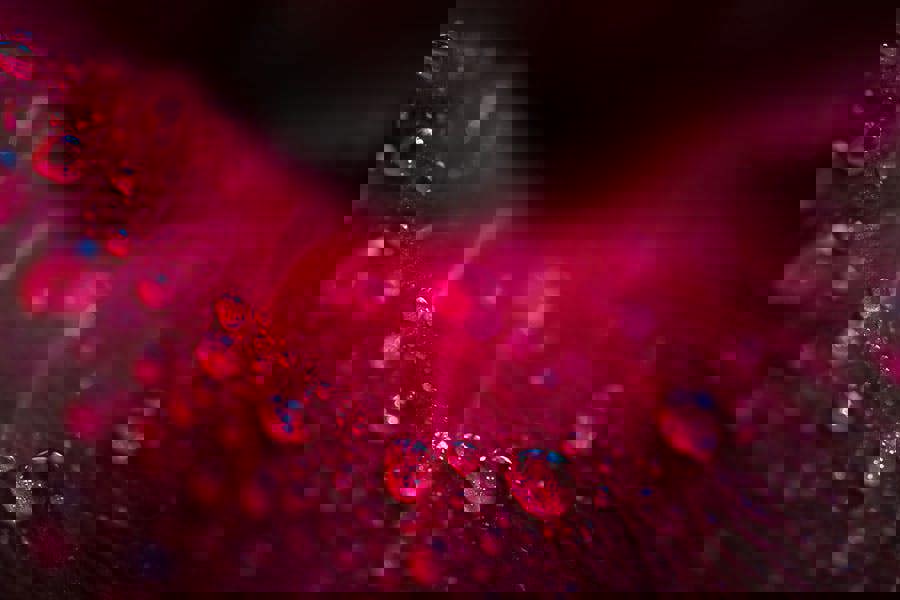 Macro view of rose petals with water drops