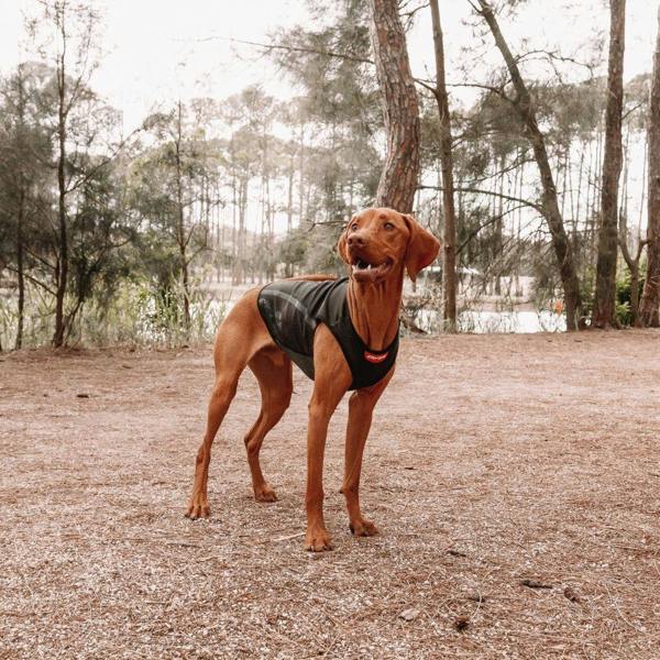EzyDog Thermax Vest