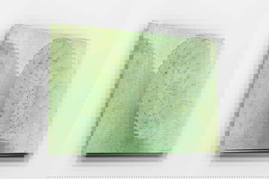 ocean nautilus shell artwork