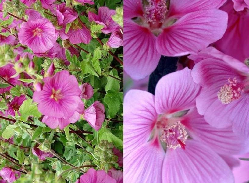 Direct Plants 3-4ft Tall Large Lavatera Bredon Springs Pink Flowering Shrub Plant