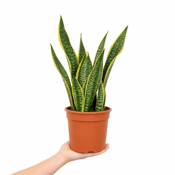 Sansevieria Superba - Snake Plant - 21cm Pot