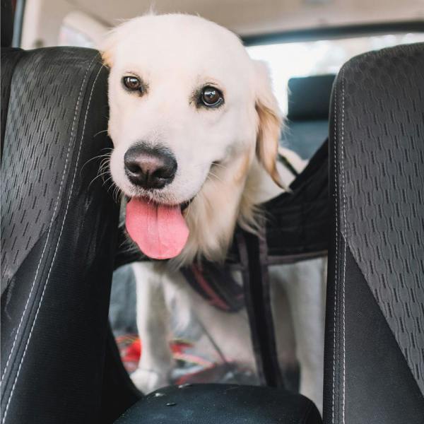 EzyDog Drive Dog Car Hammock