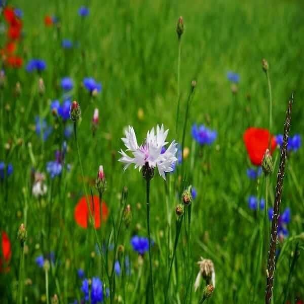 deer resistant wildflower mix