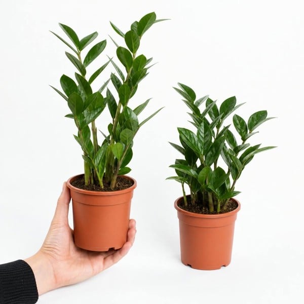 Zamioculcas Zanzibar Gem in 12cm Pot - Ultra Tough Air Purifying Houseplant - Nursery Pot - 2