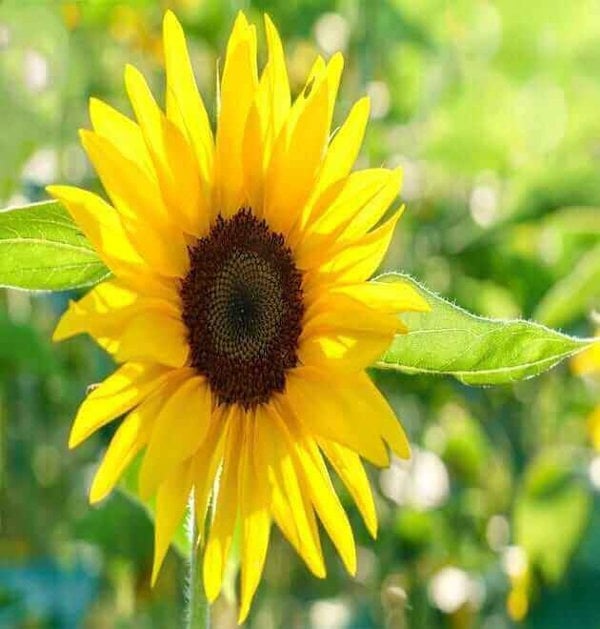 low-maintenance sunflower seeds