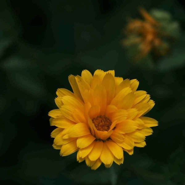 Pacific Beauty Lemon