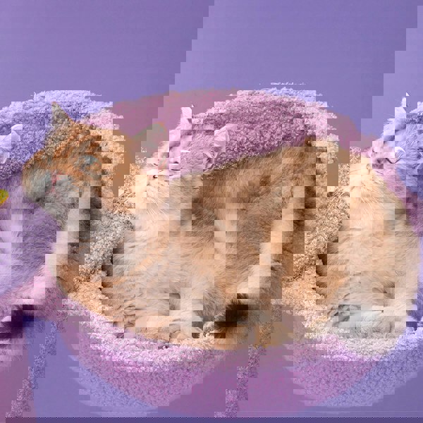 Díaz Cat Climber, Cat Tree, Coral Fleece, Purple-Weilai Concept-Weilai Concept